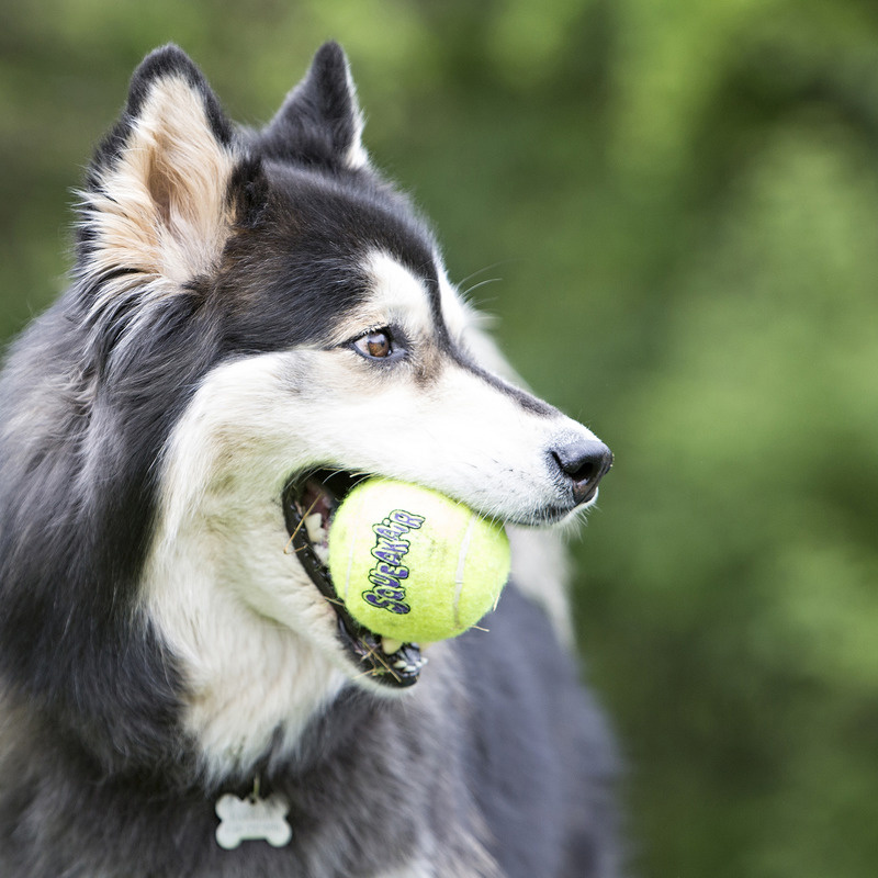 KONG  Air Squeaker Tennis Ball mit Tau 52cm