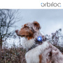 Orbiloc Safety Light helles Hundelicht Sicherheitslicht in blau