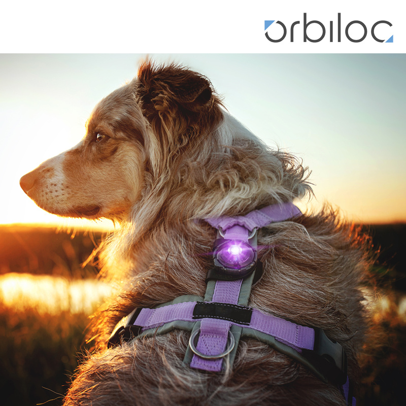 Orbiloc Safety Light helles Hundelicht Sicherheitslicht in lila violett purple