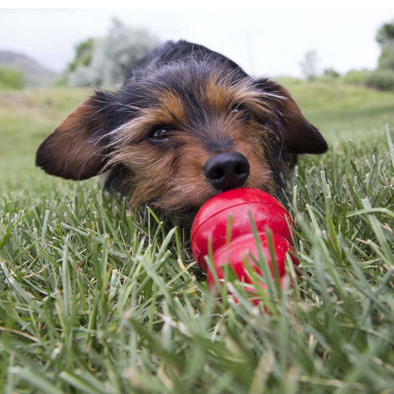 KONG  Easy Treat Hundesnack Käsegeschmack zum sprühen