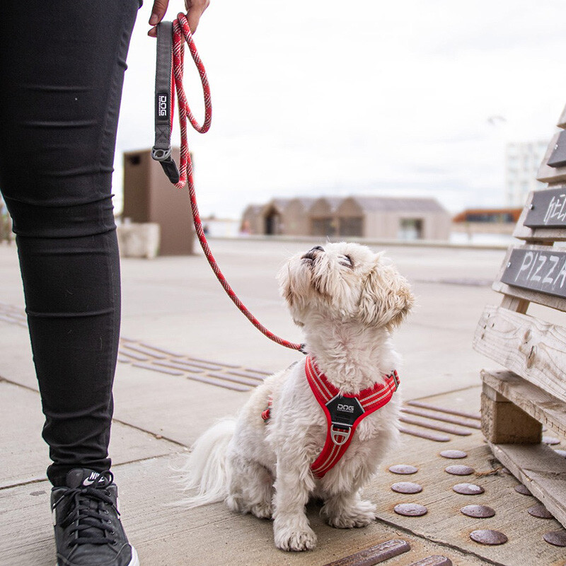 DOG Copenhagen Walk Harness Air Geschirr schwarz black V2