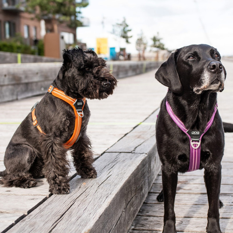 DOG Copenhagen Walk Harness Air Geschirr lila violett Purple Passion V2