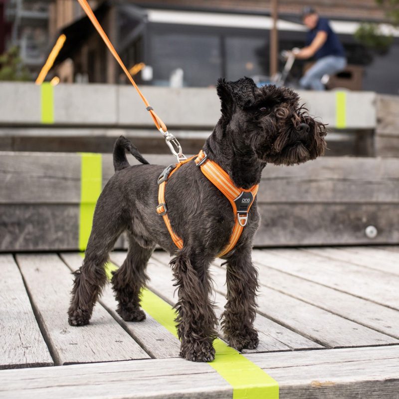 DOG Copenhagen Walk Harness Air Geschirr Orange Sun V2