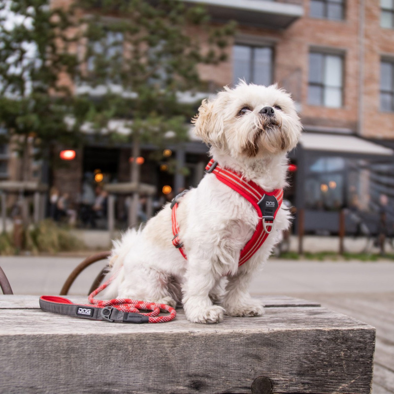 DOG Copenhagen Walk Harness Air Geschirr Orange Sun V2