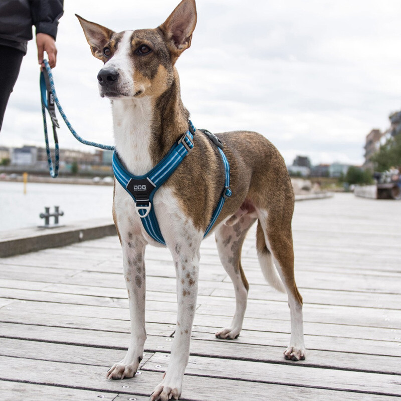 DOG Copenhagen Walk Harness Air Geschirr Orange Sun V2