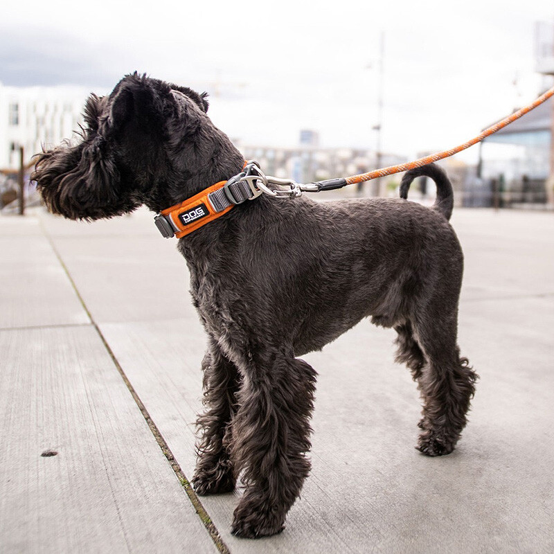 DOG Copenhagen Halsband Urban Explorer V2 black schwarz