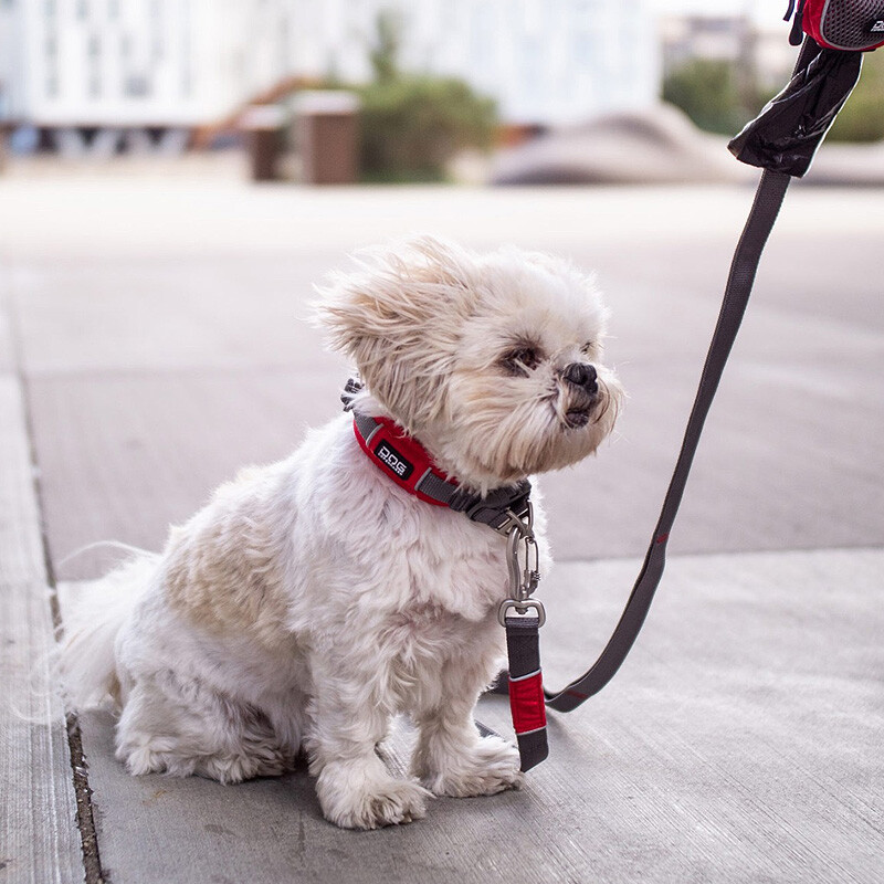 DOG Copenhagen Halsband Urban Explorer V2 black schwarz