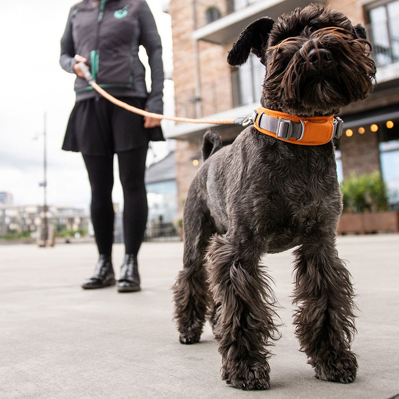 DOG Copenhagen Halsband Urban Explorer V2 orange sun orange