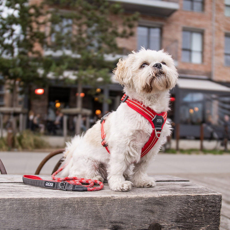 Dog Copenhagen Leine Führleine Urban Rope Mocca braun