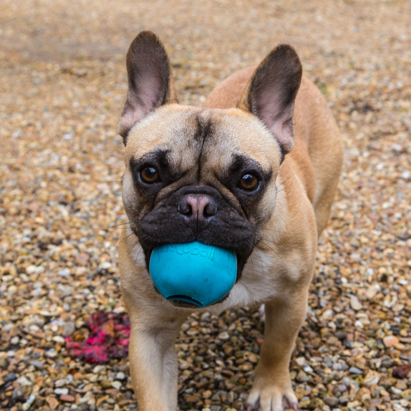 BecoPets Snackspielzeug Beco Ball  blau S