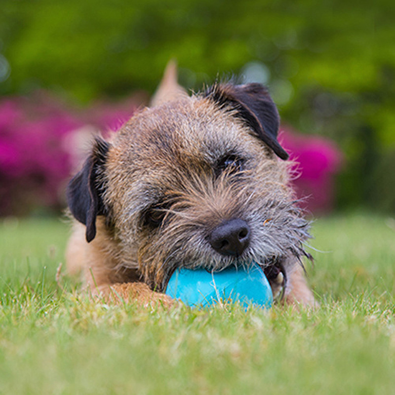 BecoPets Snackspielzeug Beco Ball  blau S