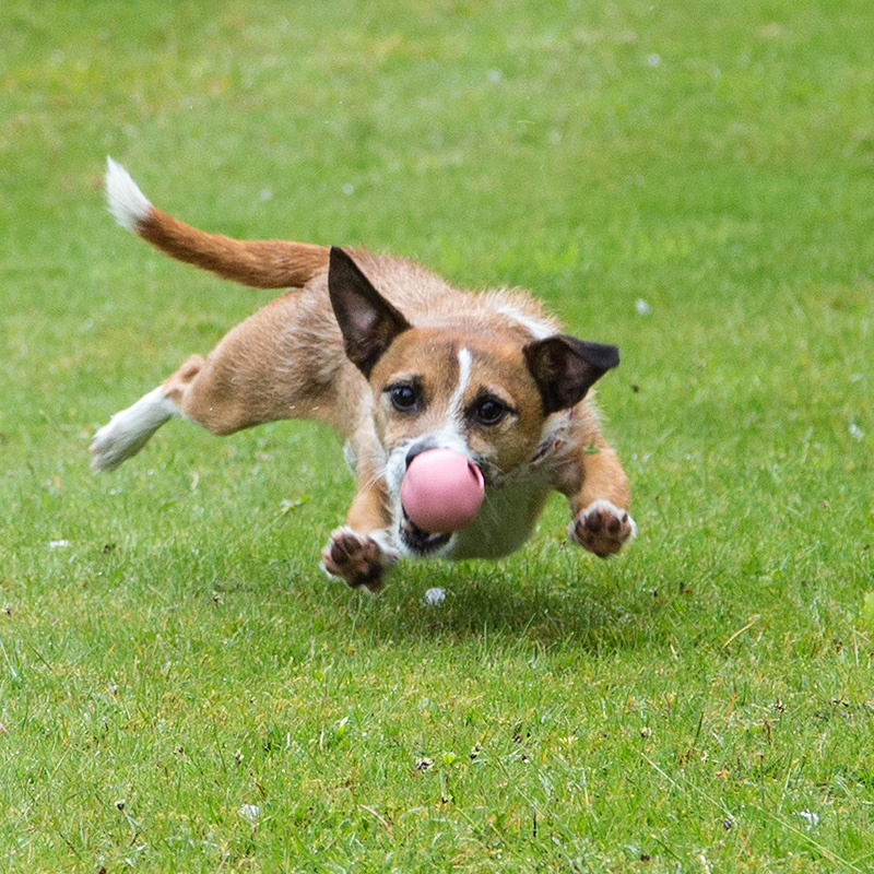 BecoPets Snackspielzeug Beco Ball  pink S