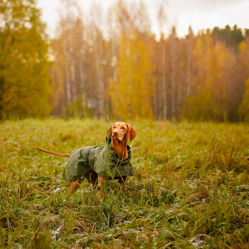 Rukka Pets Regenjacke Regenmantel Sky in der Farbe oliv