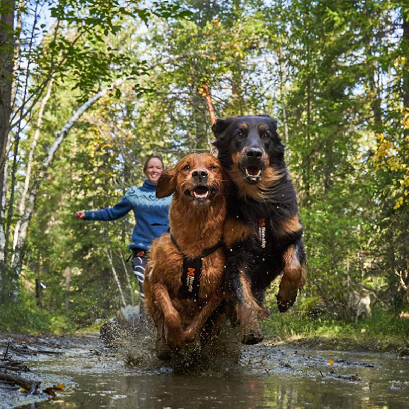 Non-stop dogwear Zuggeschirr Laufgeschirr Sportgeschirr Freemotion