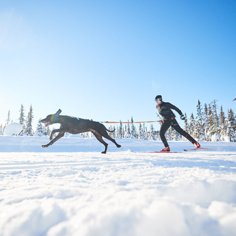 Non-stop dogwear Zuggeschirr Laufgeschirr Sportgeschirr Freemotion