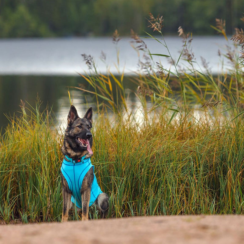 Rukka Pets UV T-Shirt Sonnenschutz Chilly  für den Hund in blau LSF 50+ M