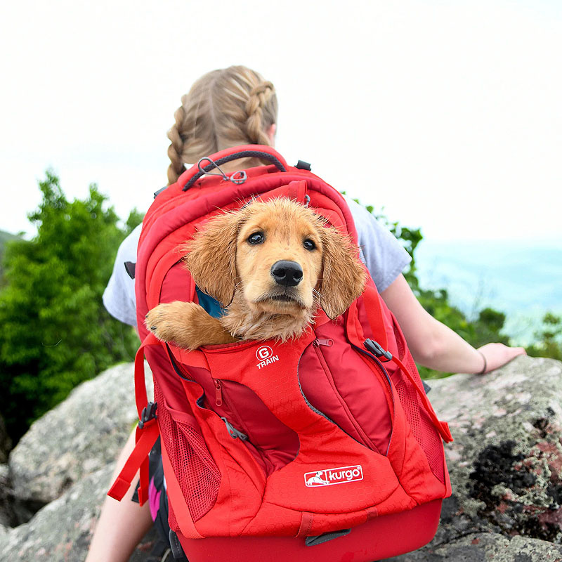 Kurgo K9 G-Train verstärkter Rucksack & Tragetasche für Hunde bis 11kg in schwarz