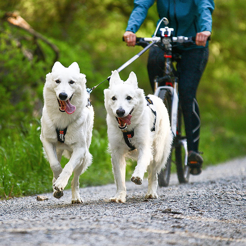 Non-stop dogwear Fahrrad Bike MTB abnehmbare KlickFix Antenne für die Leine