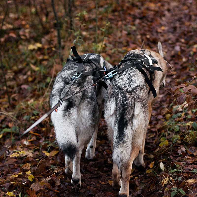 Non-stop dogwear Koppelstück Doppelleine Touring Double in schwarz grau S - 13mm breit