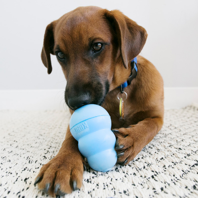 KONG  Snacks Hundesnack Puppy Welpen mit Hähnchen für KONG