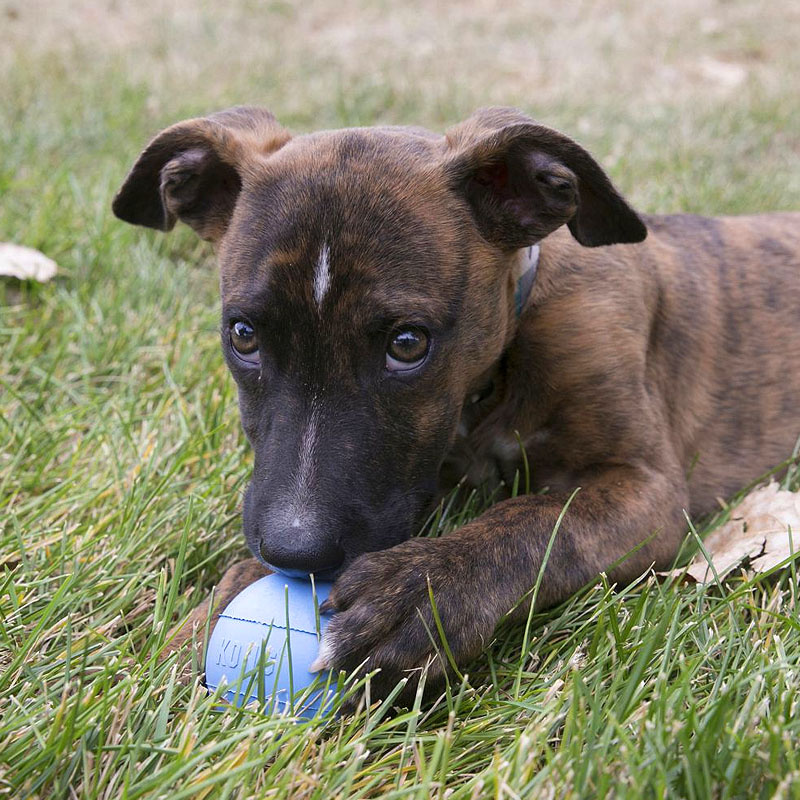 KONG  Puppy Ball in hellblau oder rosa