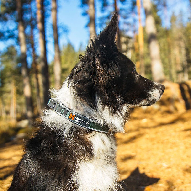 Non-stop dogwear Roam Halsband gepolstert und verstellbar in grün