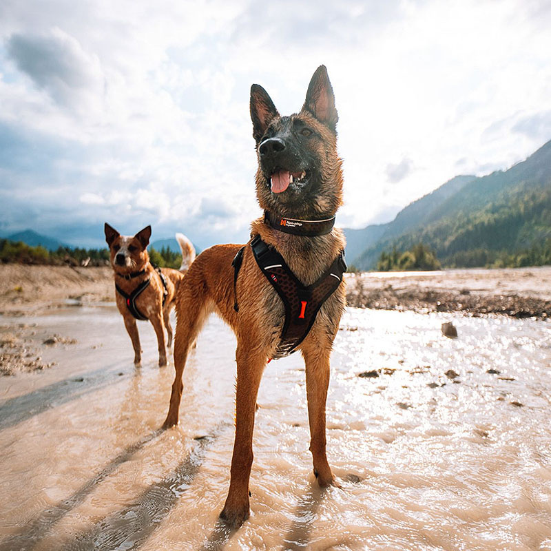 Non-stop dogwear Rock Halsband leicht atmungsaktiv gepolstert