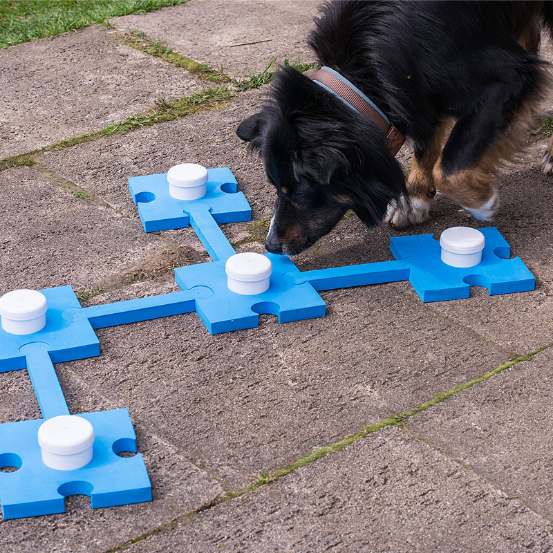 Schnüffelspaß für Spürnasen Hundetraining Dog Agility in blau