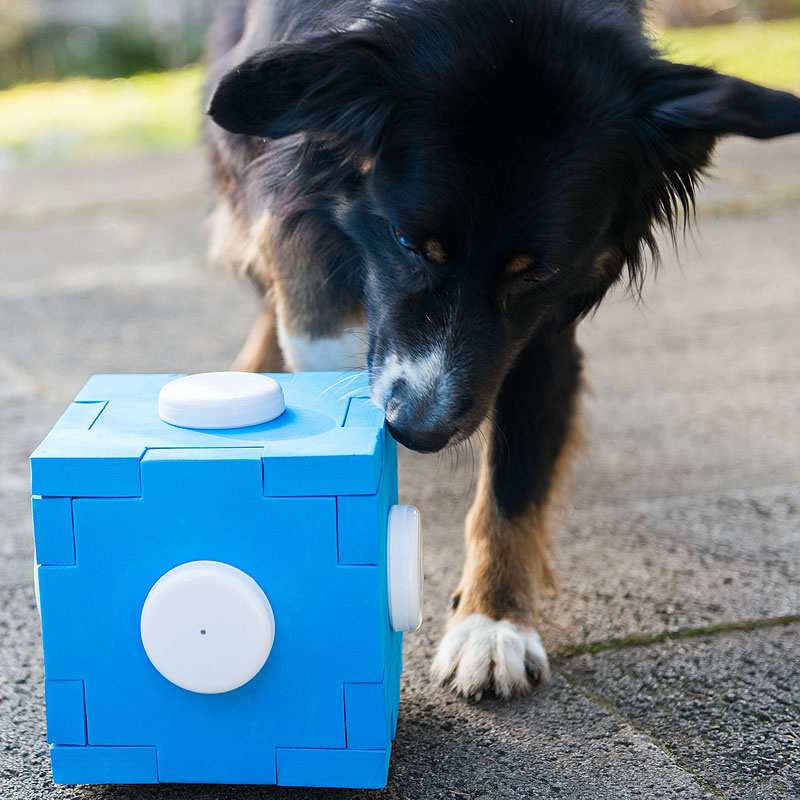 Schnüffelspaß für Spürnasen Cube Würfel Hundetraining Dog Agility in blau