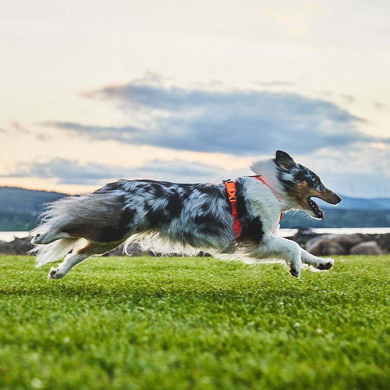 Non-stop dogwear Line 5.0 Brustgeschirr Hundegeschirr in orange