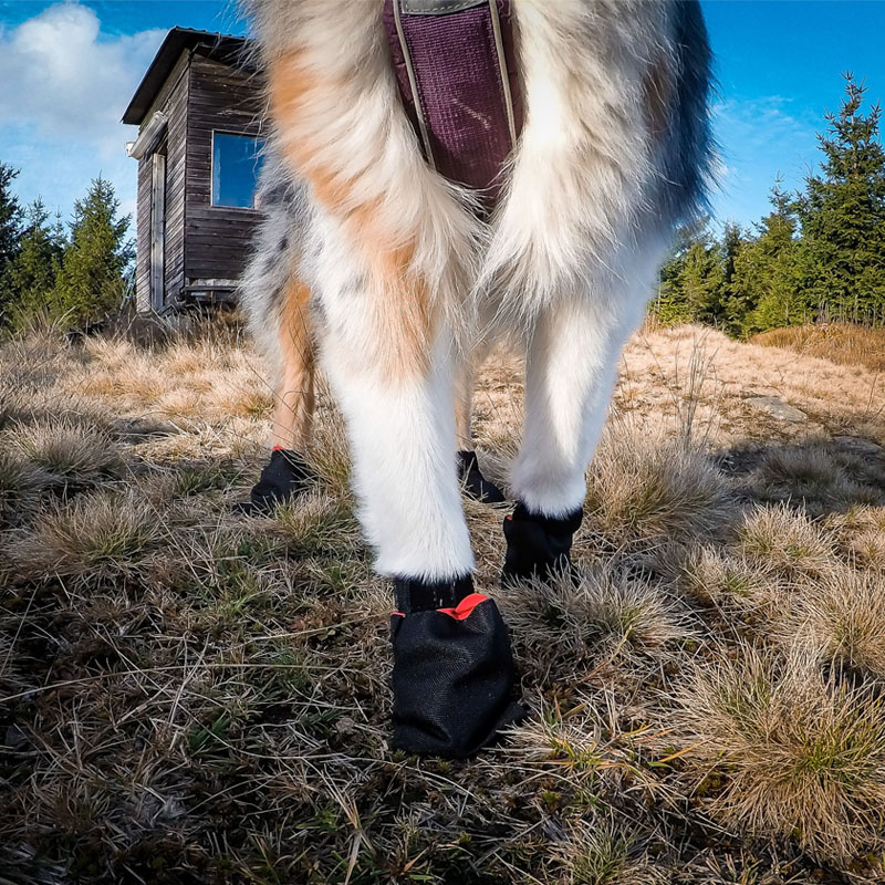 Non-stop dogwear Booties Solid Schuhe Pfotensocken in schwarz 4-er Pack