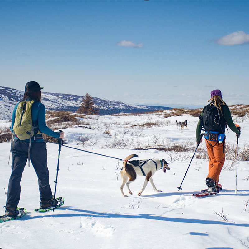 Non-stop dogwear Ferd Belt Gurt Bauchgurt zum Wandern blau