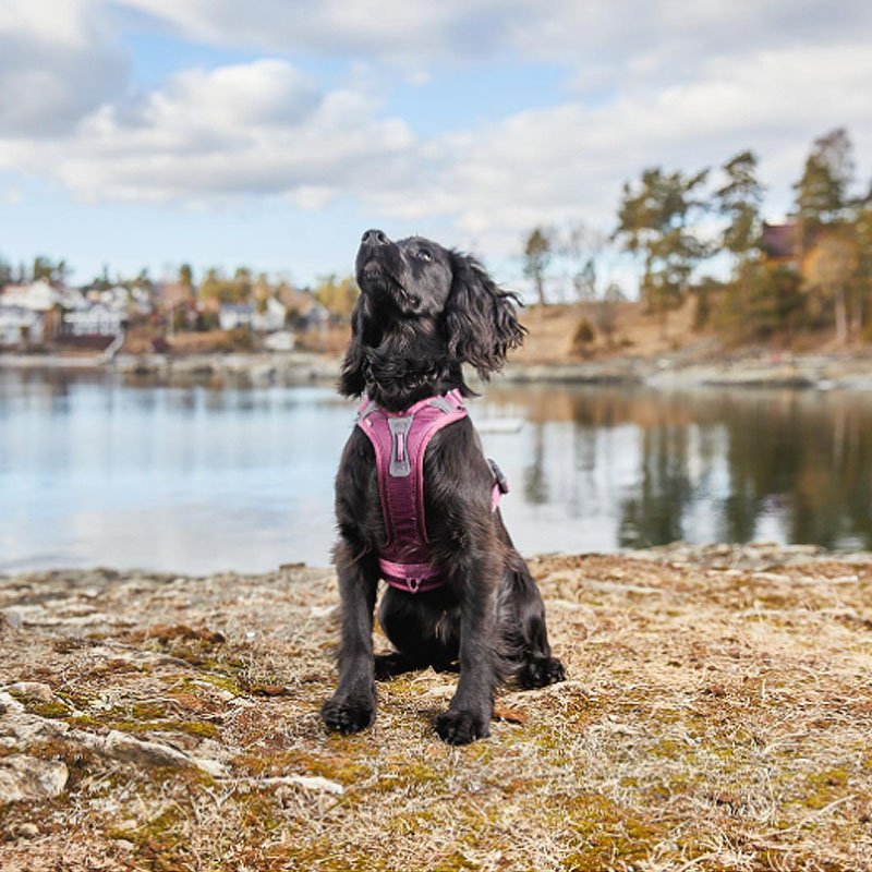 Non-stop dogwear Ramble Brustgeschirr Hundegeschirr in orange schwarz