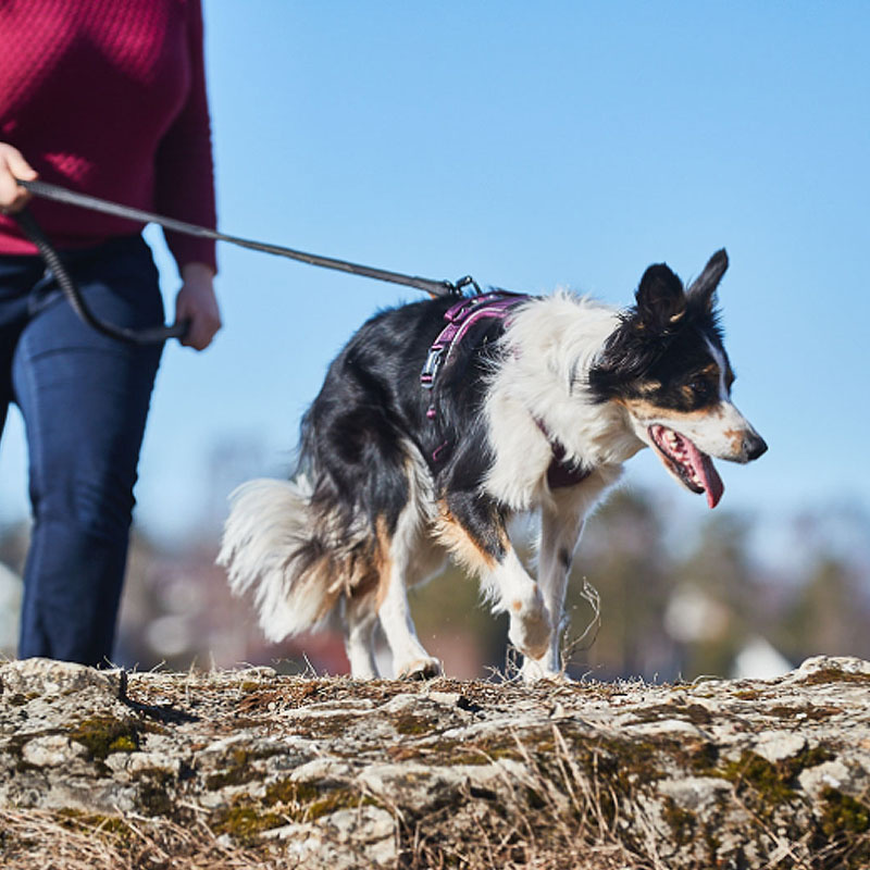 Non-stop dogwear Ramble Brustgeschirr Hundegeschirr in orange schwarz