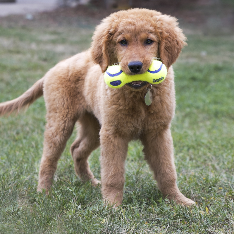 KONG  Airdog  Squeaker Dumbbell