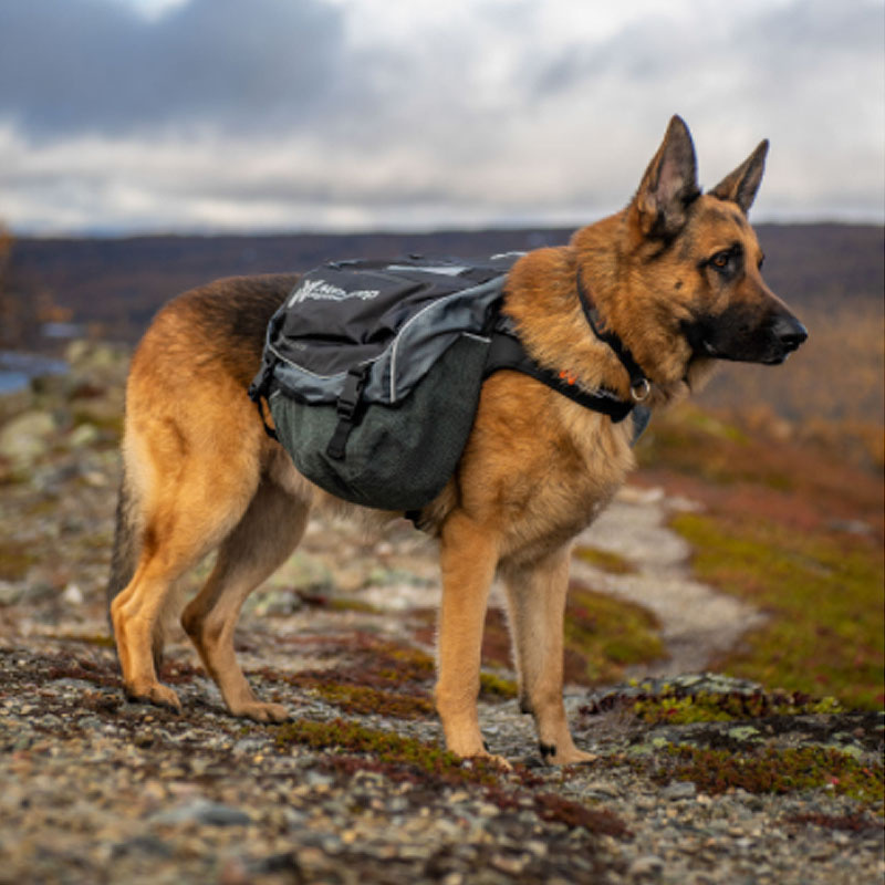 Non-stop dogwear Amundsen Pak Hunderucksack in grau schwarz