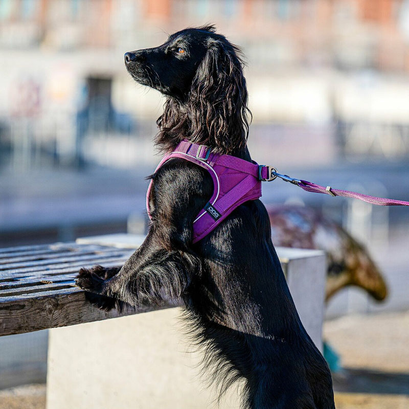 DOG Copenhagen Comfort Walk Go Geschirr in blau Ocean Blue