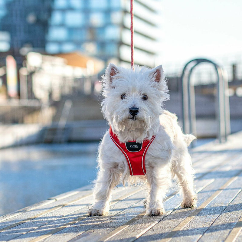 DOG Copenhagen Comfort Walk Go Geschirr in orange Sun