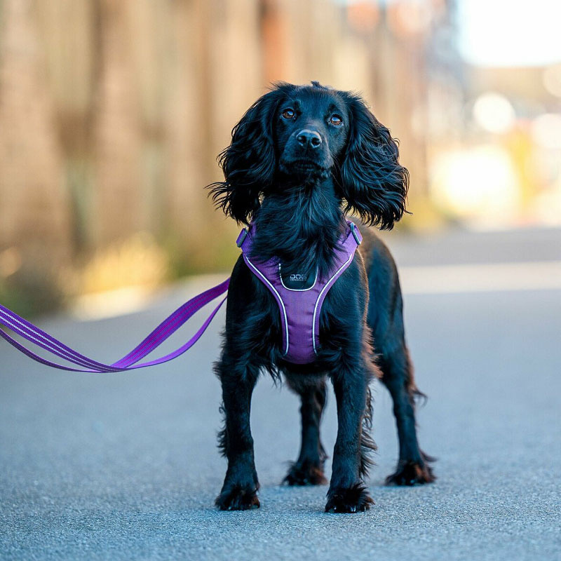 DOG Copenhagen Comfort Walk Go Geschirr in grün Hunting Green