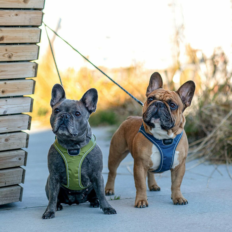 DOG Copenhagen Comfort Walk Go Geschirr in grün Hunting Green