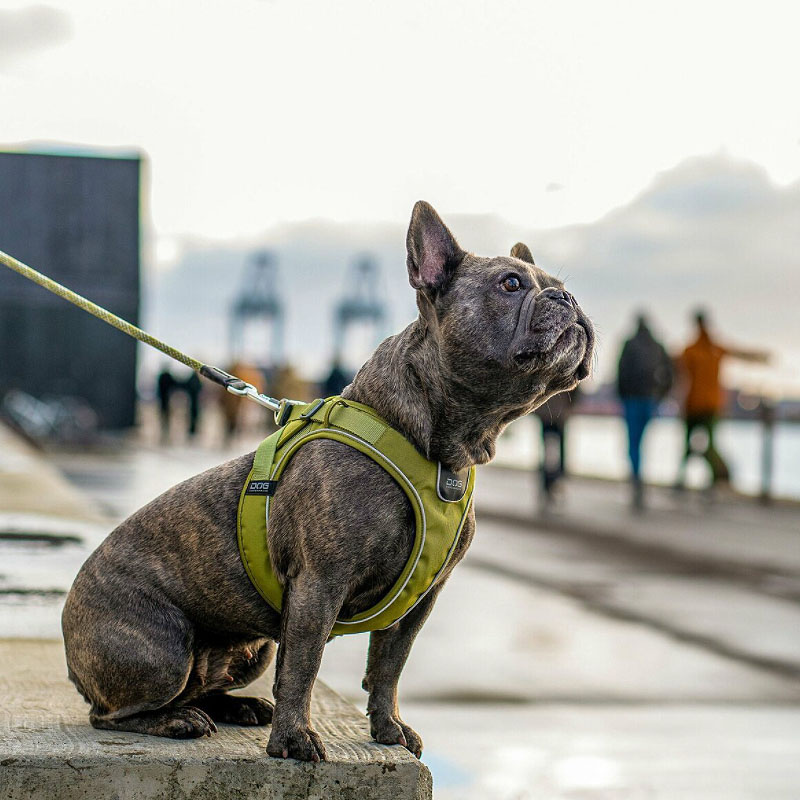 DOG Copenhagen Comfort Walk Go Geschirr in grün Hunting Green