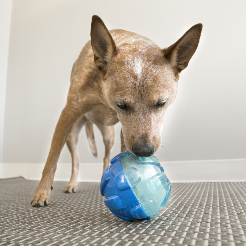 KONG Rewards Shell Leckerchen Ball Schneckenhaus