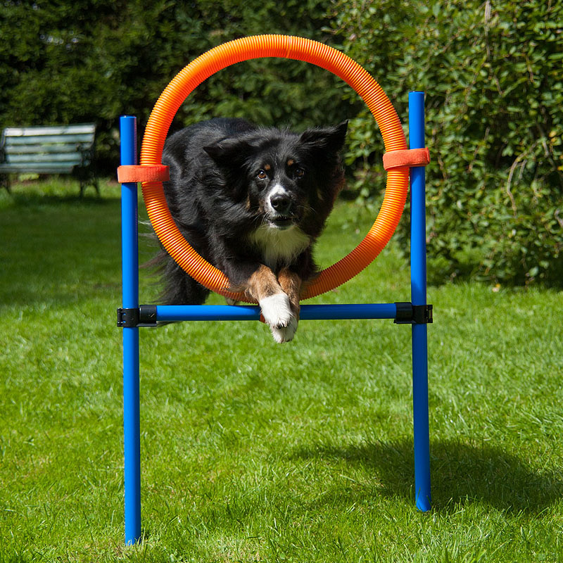 Agility Hundetraining Set mit Tunnel Springring Slalom K2