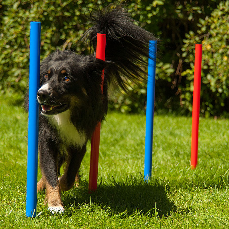 Agility Hundetraining Set mit Tunnel Springring Slalom K2