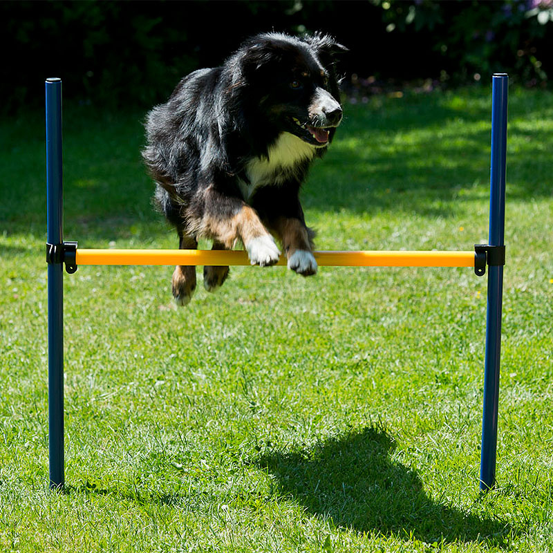 Agility Hundetraining Set mit Tunnel Springhürde Slalom Start