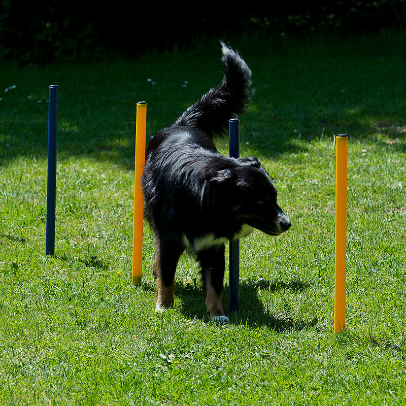 Agility Hundetraining Set mit Tunnel Springhürde Slalom Start