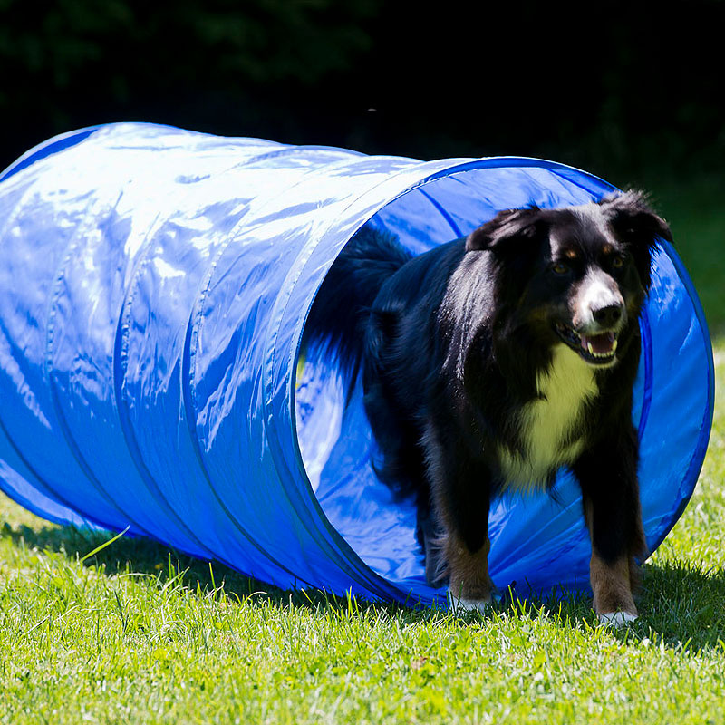 Agility Hundetraining Set mit Tunnel Springhürde Slalom Start