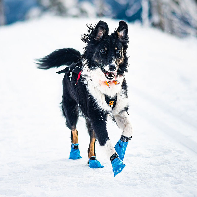 Non-stop dogwear Long Distance Booties Schuhe Pfotensocken 4-er Pack