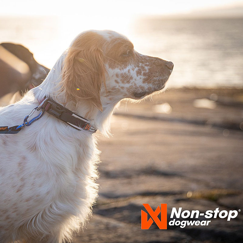 Non-stop dogwear Roam Halsband gepolstert und verstellbar in blau