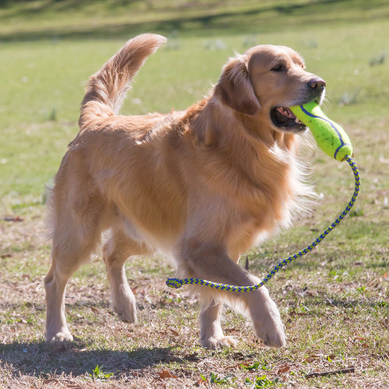 KONG Airdog Fetch Stick Stock mit Tauseil ca.81,5cm